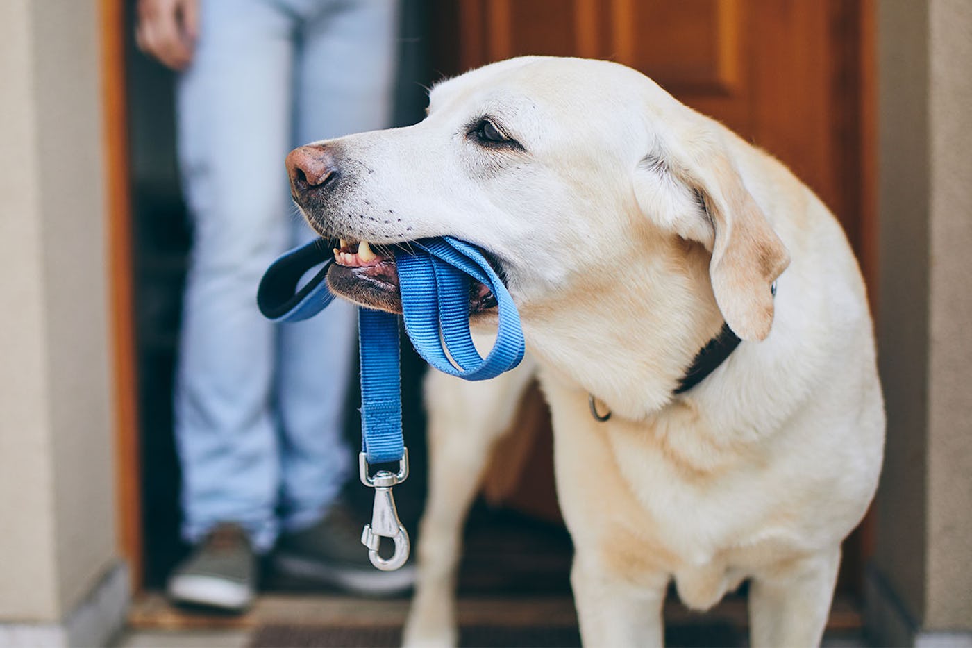Medium yellow lag holding an unhooked leash in its mouth